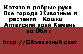 Котята в добрые руки - Все города Животные и растения » Кошки   . Алтайский край,Камень-на-Оби г.